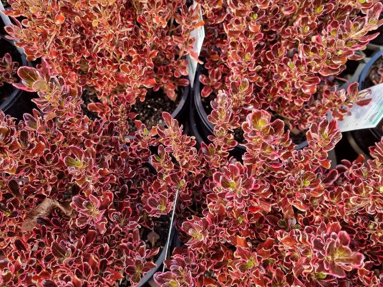 Picture of Coprosma repens Pacific Sunrise