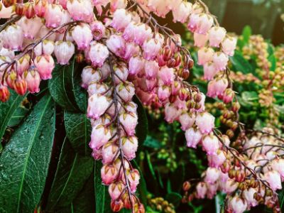 Picture of Pieris japonica Katsura