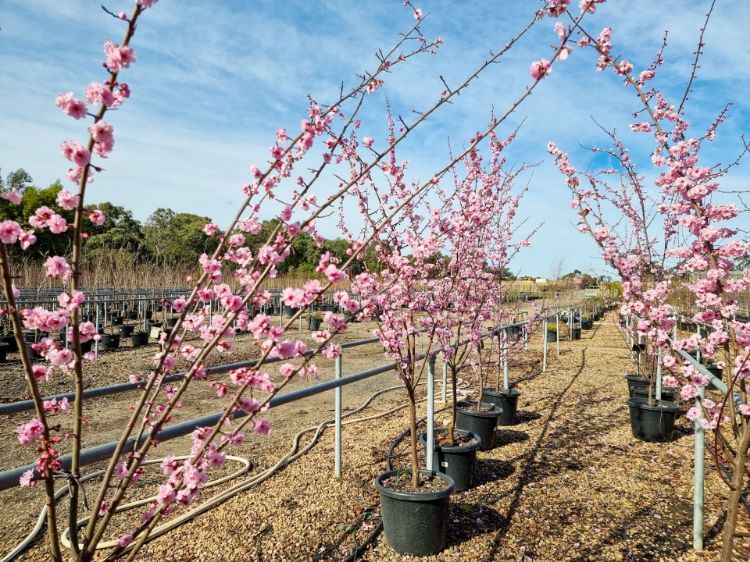 Picture of Prunus blireana