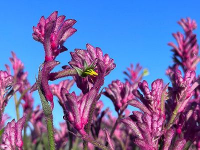 Picture of Anigozanthos flavidus Dwarf Pink