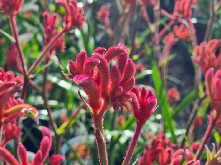 Picture of Anigozanthos hybrida Bush Blitz