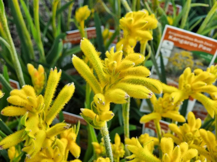 Picture of Anigozanthos hybrida Bush Zest