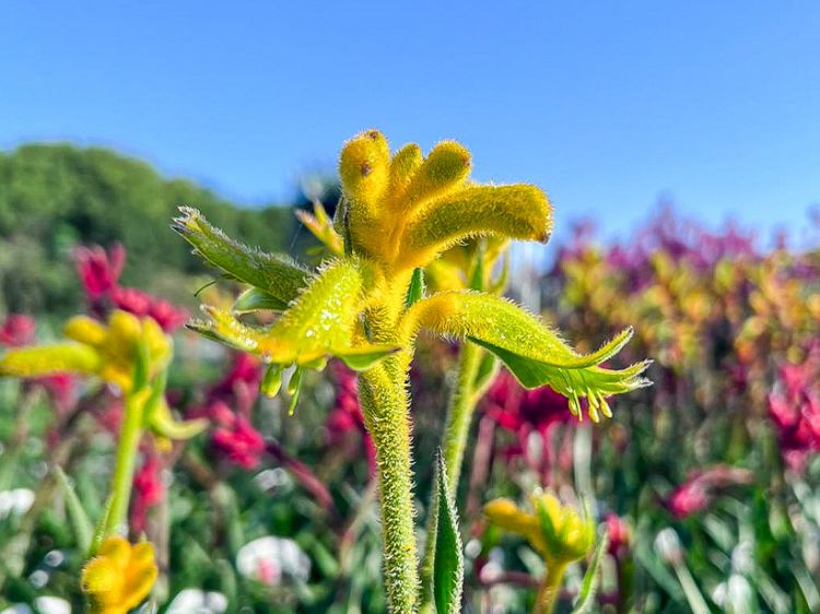Picture of Anigozanthos hybrida Bush Zest