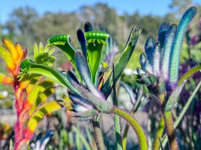 Picture of Anigozanthos hybrida Celebrations Masquerade