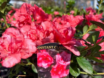 Picture of Azalea hybrida Nice Surprise