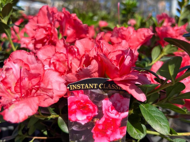 Picture of Azalea hybrida Nice Surprise