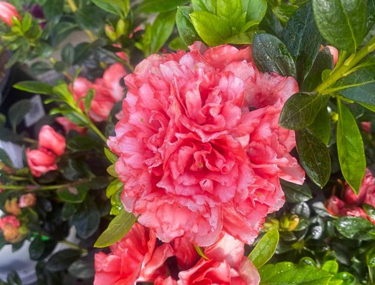 Picture of Azalea hybrida Nice Surprise