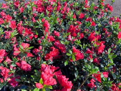 Picture of Azalea hybrida Troys Triumph