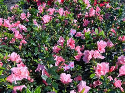Picture of Azalea indica Christine Matton