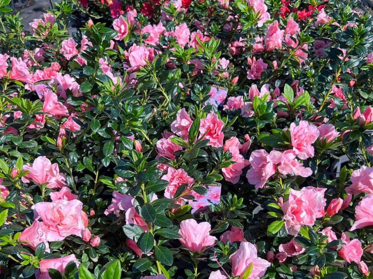 Picture of Azalea indica Christine Matton