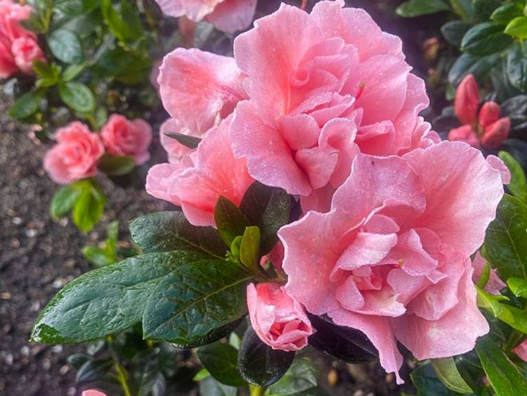 Picture of Azalea indica Christine Matton