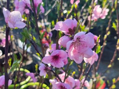 Picture of Prunus avium Royal Lee