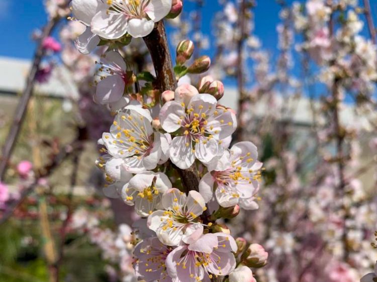 Picture of Prunus hybrida Elvins