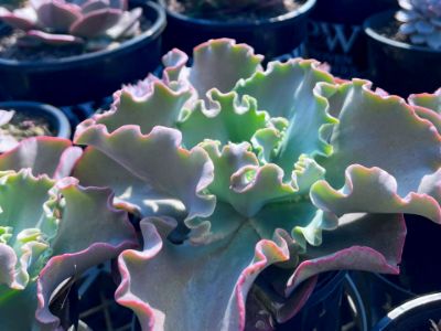 Picture of Echeveria hybrida Blue Curls