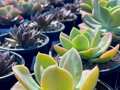 Picture of Echeveria hybrida Golden Glow