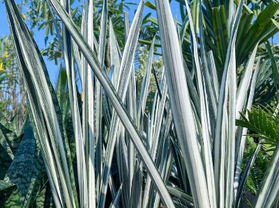 Picture of Sansevieria trifasciata Bantels Sensation