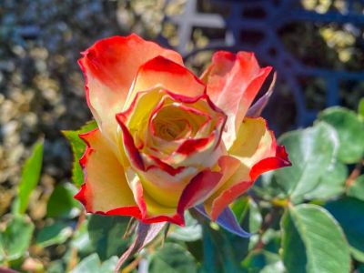 Picture of Rosa Origami