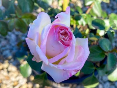 Picture of Rosa Princesse De Monaco