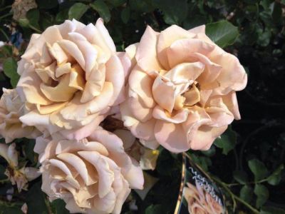 Picture of Rosa Honey Dijon