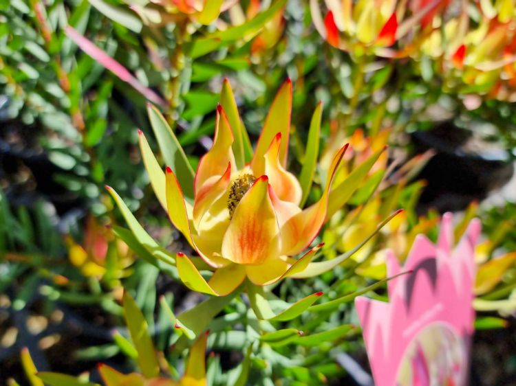 Picture of Leucadendron laureolum salignum Harlequin