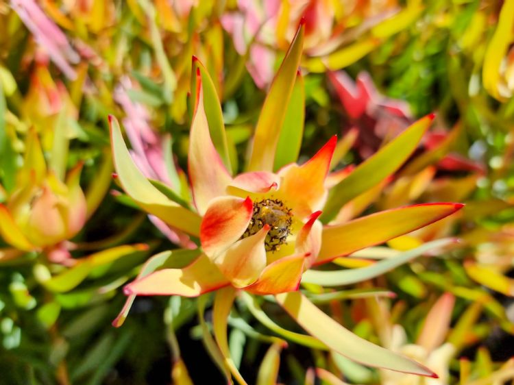Picture of Leucadendron laureolum salignum Harlequin