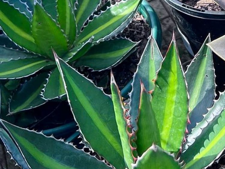 Picture of Agave lophantha Splendida
