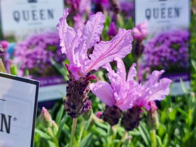 Lavandula pedunculata The Queen PBR. Common name - French Lavender, Lavinnova