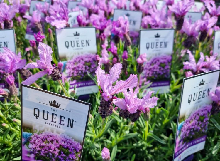 Lavandula pedunculata The Queen PBR. Common name - French Lavender, Lavinnova