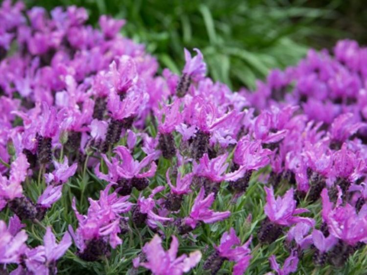 Lavandula pedunculata The Queen PBR. Common name - French Lavender, Lavinnova