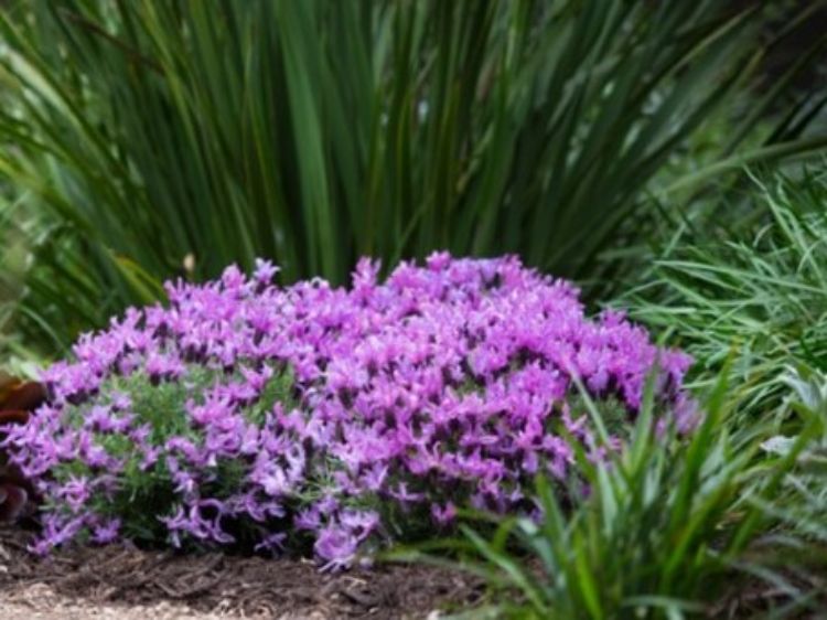 Lavandula pedunculata The Queen PBR. Common name - French Lavender, Lavinnova