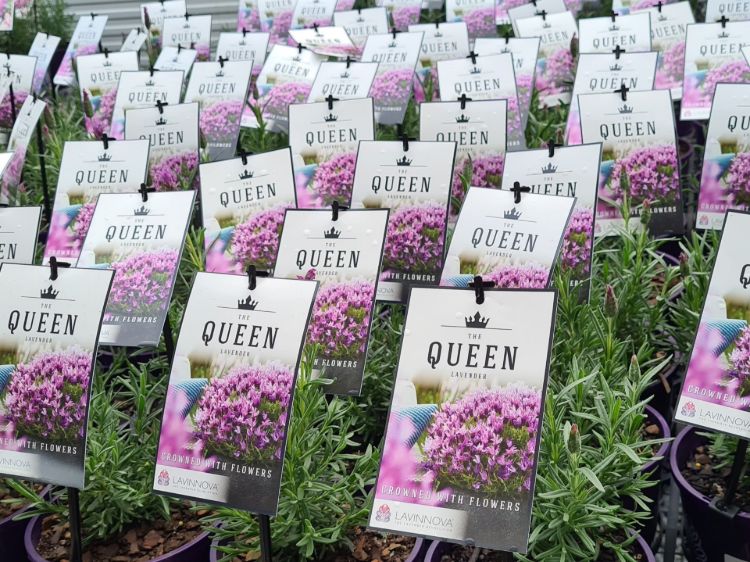 Lavandula pedunculata The Queen PBR. Common name - French Lavender, Lavinnova