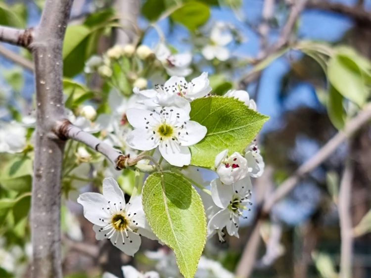 Picture of Pyrus nivalis