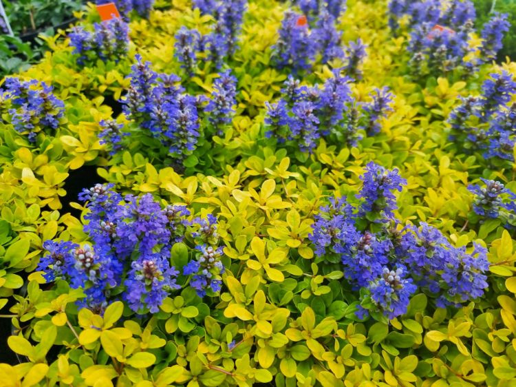Picture of Ajuga reptans Cordial Canary
