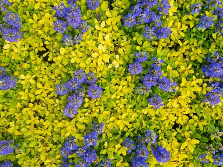 Picture of Ajuga reptans Cordial Canary