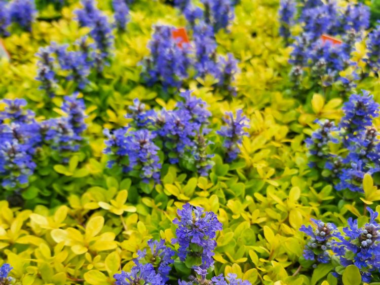 Picture of Ajuga reptans Cordial Canary