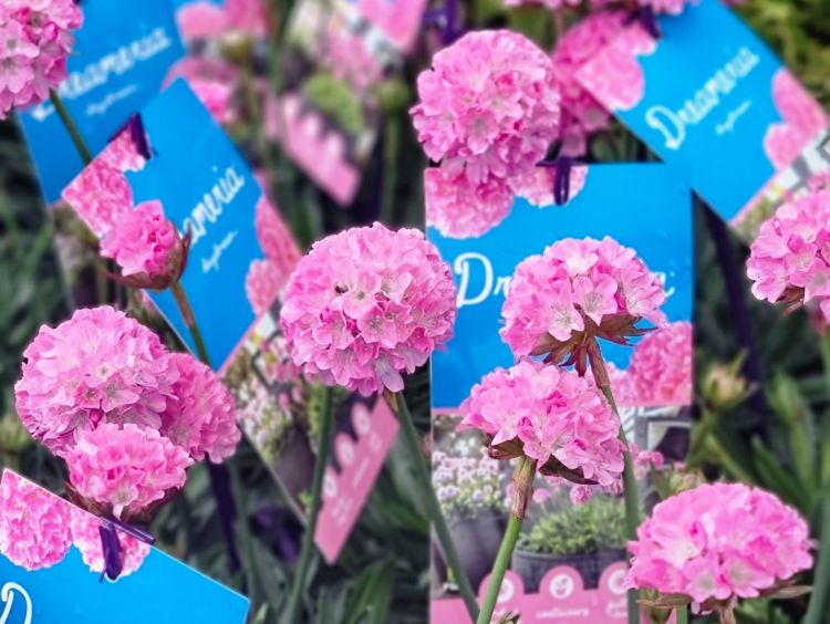 Armeria pseudarmeria Dreameria Daydream PBR. Common name - Sea Thrift