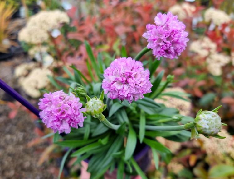 Armeria pseudarmeria Dreameria Daydream PBR. Common name - Sea Thrift