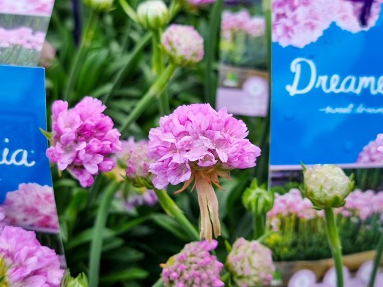 Armeria pseudarmeria Dreameria Daydream PBR. Common name - Sea Thrift