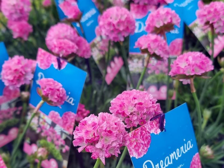 Armeria pseudarmeria Dreameria Daydream PBR. Common name - Sea Thrift