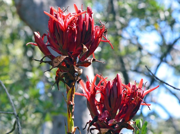 Picture of Doryanthes excelsa