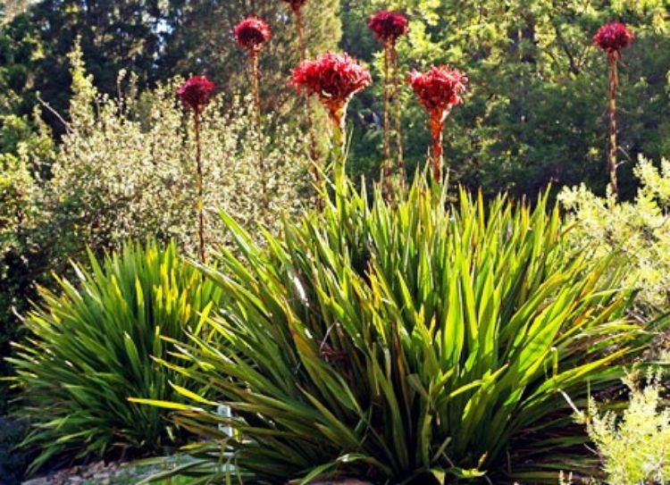 Picture of Doryanthes excelsa