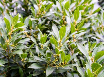 Picture of Laurus nobilis