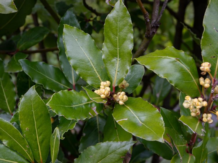 Picture of Laurus nobilis