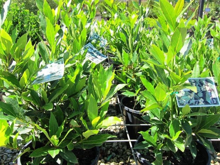 Picture of Laurus nobilis