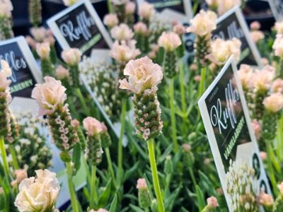 Picture of Lavandula pedunculata Vanillaberry Ruffles PBR
