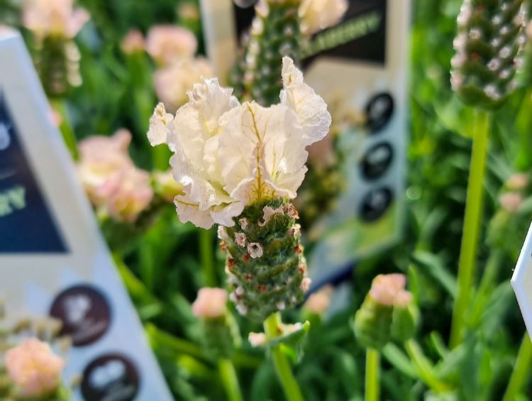 Picture of Lavandula pedunculata Vanillaberry Ruffles PBR