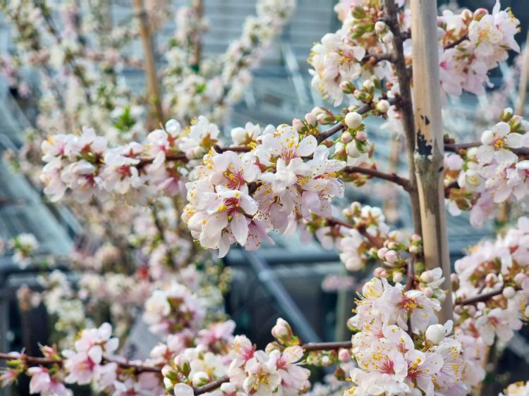 Picture of Prunus hybrida Elvins