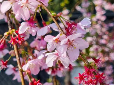Picture of Prunus yedoensis incisa Pink Cascade