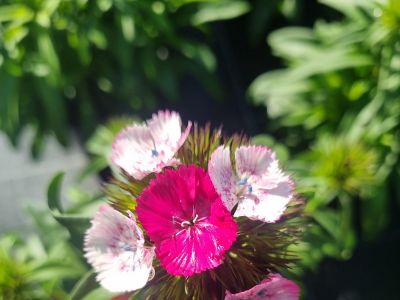 Picture of Dianthus barbatus Sweet Rose Magic