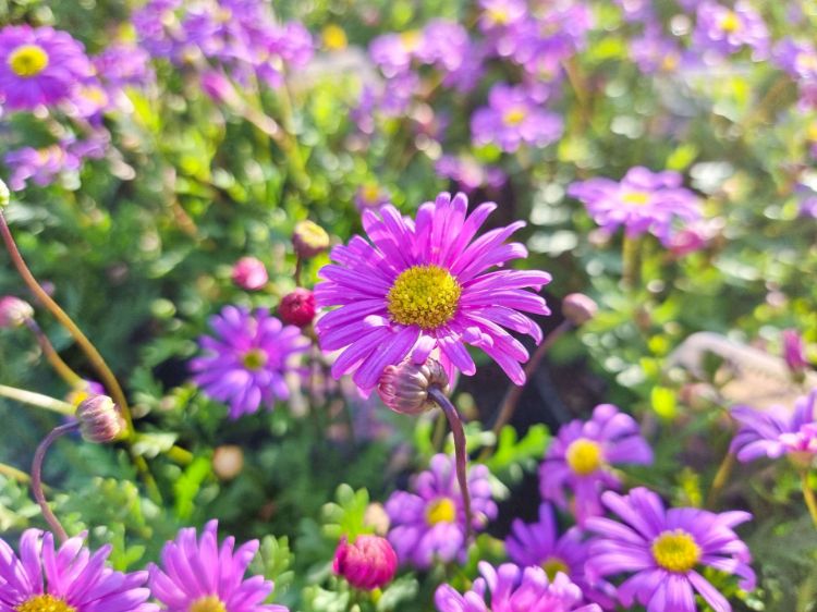 Picture of Brachyscome angustifolia Fresco Candy